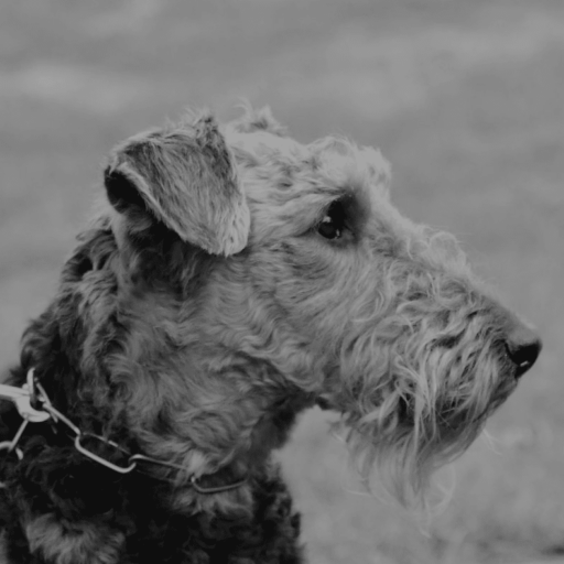 Airedale Terrier von der Kirchstraße