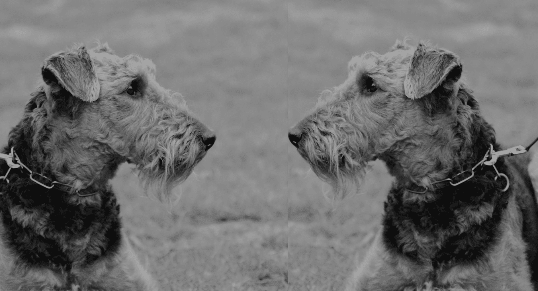 Airedale Terrier von der Kirchstraße